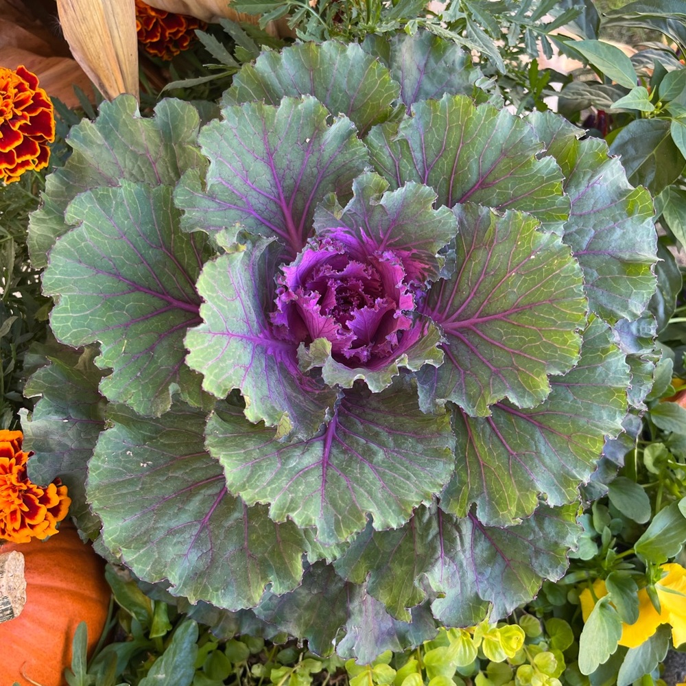 Meet your Posher, A Little Bit Extra!!